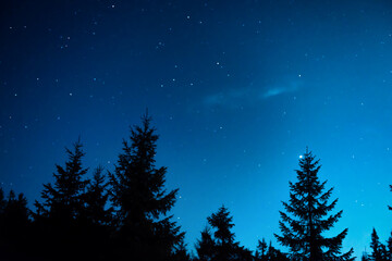 Wall Mural - night forest with pine trees
