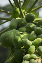 Canvas Print - Papaya trees of different sizes can be seen in the tree.