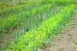 Companion planting - rows of onion and carrot plants in garden bed (Gelderland, Netherlands)