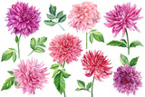 set of dahlia flowers and leaves, watercolor botanical painting