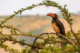 Fototapeta  - Crowned hornbill (Tockus alboterminatus) perched on acacia tree, Lake Mburo, Uganda