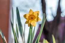 Yellow Daffodil Flower In The Garden In Early Spring