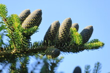 A Branch With Silver Fir Cones, Abies Alba