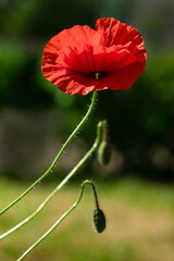 Wall Mural - Bright red poppy flower (Papaver) outdoors highlighted sunlight