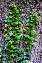 Young Stems Of Creeper Ivy (Hedera Helix, European Ivy). Young Leaves Of Evergreen Creeper, Vertical Background Of Tree Bark Texture, Close-up Shot Of Green Vine.