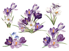 Watercolor Spring Flowers: Violet, Blue And White Crocuses, Botanical Illustration