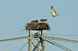 Fischadler (Pandion haliaetus) fliegt mit Beute seinen Horst an, um die Jungen zu füttern.