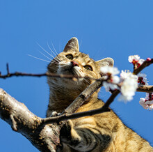 Cat On A Tree