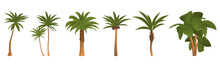 Set Of 6 Pcs Palm Trees On A White Background - Vector