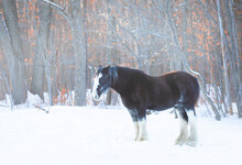 A Clydesdale Horse With Frost On Their Faces Standing In A Cold Winter Field  In Canada