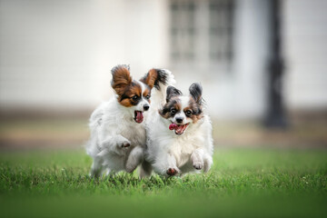 Wall Mural - papillon cute dog portrait young