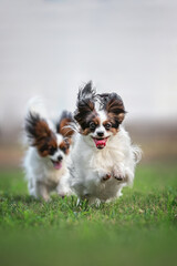 Wall Mural - papillon cute dog portrait young