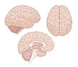 Human brain vector illustration. Top view, side view and sagittal section.