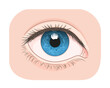 Vector illustration of healthy human eye. Can be used as medical illustration.