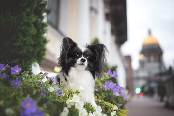 Wall Mural - papillon cute dog portrait young