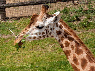 Poster - Headshot of Giraffe while feeding or looking.