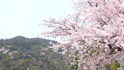 Wall Mural - 京都　嵐山　満開の桜