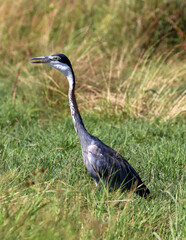 Black-headed Heron, Kruger National Park