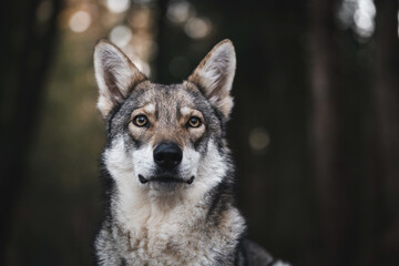 a closeup shallow focus photo of a saarloos wolfdog in a forest