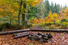 Logs Are Stacked In A Clearing And Strewn With Leaves In The Autumn Carpathian Forest In Cloudy Weather
