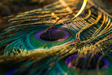 Peacock Feather Close Up, Peacock Feather, Peafowl Feather, Bird Feather.