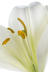 Wall Mural - closeup of white lily pistils 