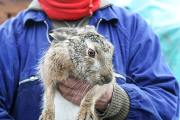 Operator or breeder holds an European brown hare to check the health of the wild animal - Scientific researcher handling the wild animal outdoors - Scientific research and wildlife protection