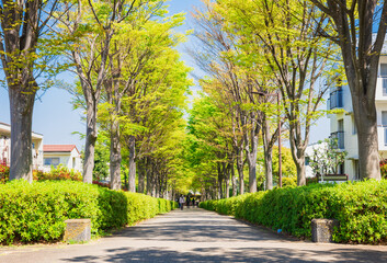  新緑の生活道路　多摩ニュータウン