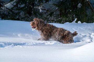 Wall Mural - walking with the dog, a pudelpointer, in the deep snow at a sunny winter day