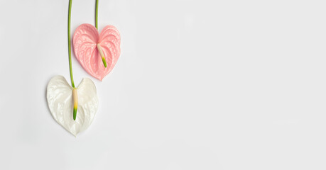 Wall Mural - Pink and white flower in the shape of a heart on a white