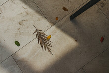 Dry Silver Oak Leaf On Concrete Floor With Light Shining On It.