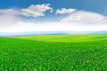 Spring or summer view with green field and picturesque blue sky with white clouds. Field with green grass