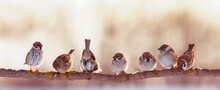 Funny And Angry Little Birds Sparrows Sitting On A Branch In A Sunny Garden