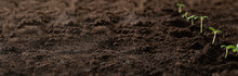 Small Green Sprouts In The Ground. Seedlings For Transplanting Into Fertile Soil For Organic Farming And Symbols For A New Start In Growing Something. Planting Seedlings Of Green Plants In Open Ground