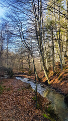 Forest view with little stream, Mount Fumaiolo, Forli Cesena, Emilia Romagna, Italy. 