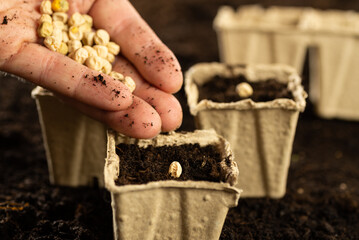 Planting seeds in spring. Planting seeds in peat pots. A hand plants a seed in a pot