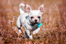 Happy Chihuahua Puppy Carrying Dog Poop In Mouth, Running Outdoors