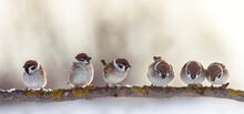 Funny And Angry Little Birds Sparrows Sitting On A Branch In A Sunny Garden
