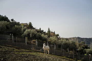 Wall Mural - A white horse in the green mountain highland at sunrise