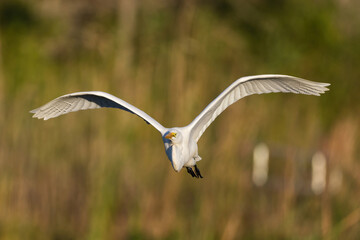  Great Egret flying over marsh
