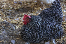 Barred Plymouth Rock Chicken,  Good Farm Life Egg Layer.