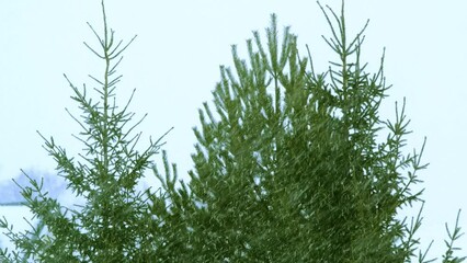 Aufkleber - Green pines on winter windy weather with snowfall. 4k video background
