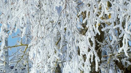 Aufkleber - Birch branches in winter with snowfall. 4k video background
