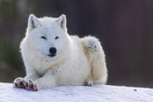 Male Arctic Wolf (Canis Lupus Arctos) Resting In The Snow