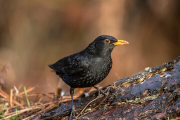 Blackbird male perched on a tree trunk with a blurred background in a forest close up in the winter