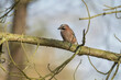 © Digital Nature  - Jay perched on a branch of a tree, with a blurred background in a forest close up in the winter