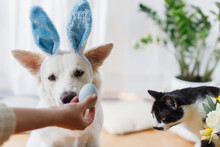 Cute Dog In Bunny Ears And Cat Looking At Stylish Easter Egg In Woman Hand. Happy Easter. Pets And Easter Holiday At Home