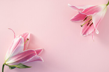 Pink fresh flower on pink background. Valentine's, mother's day or spring concept. Flat lay, top view.