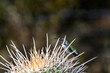 Hummingbird Among Cactus Spikes