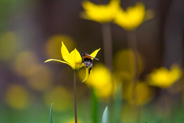 Canvas Print - View of the yellow wild tulip or woodland tulip flowers, pollinated by a bumblebee, against the background of the spring deciduous forest